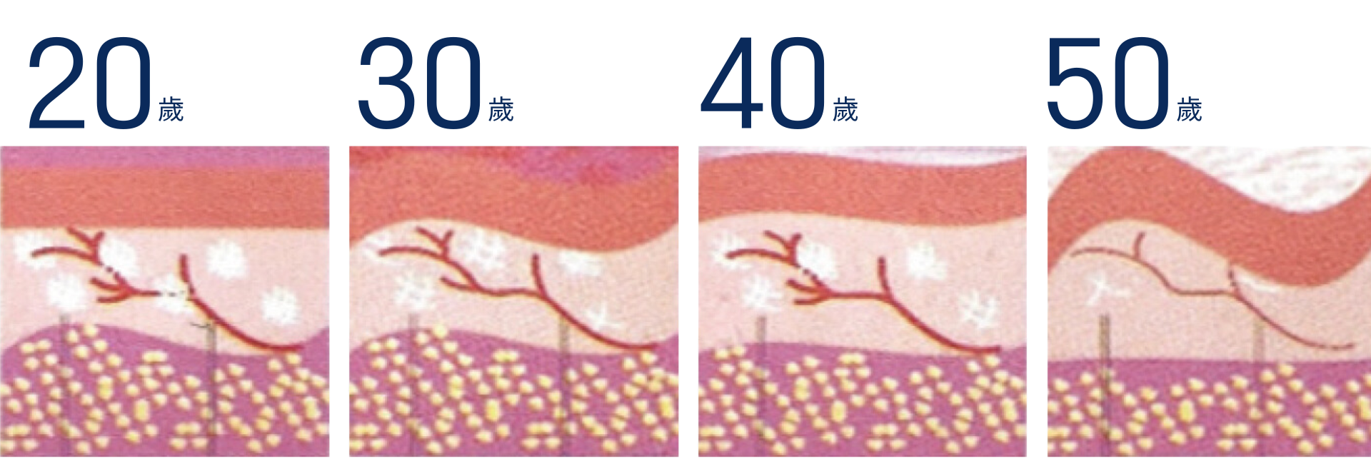 為肌膚注入養分