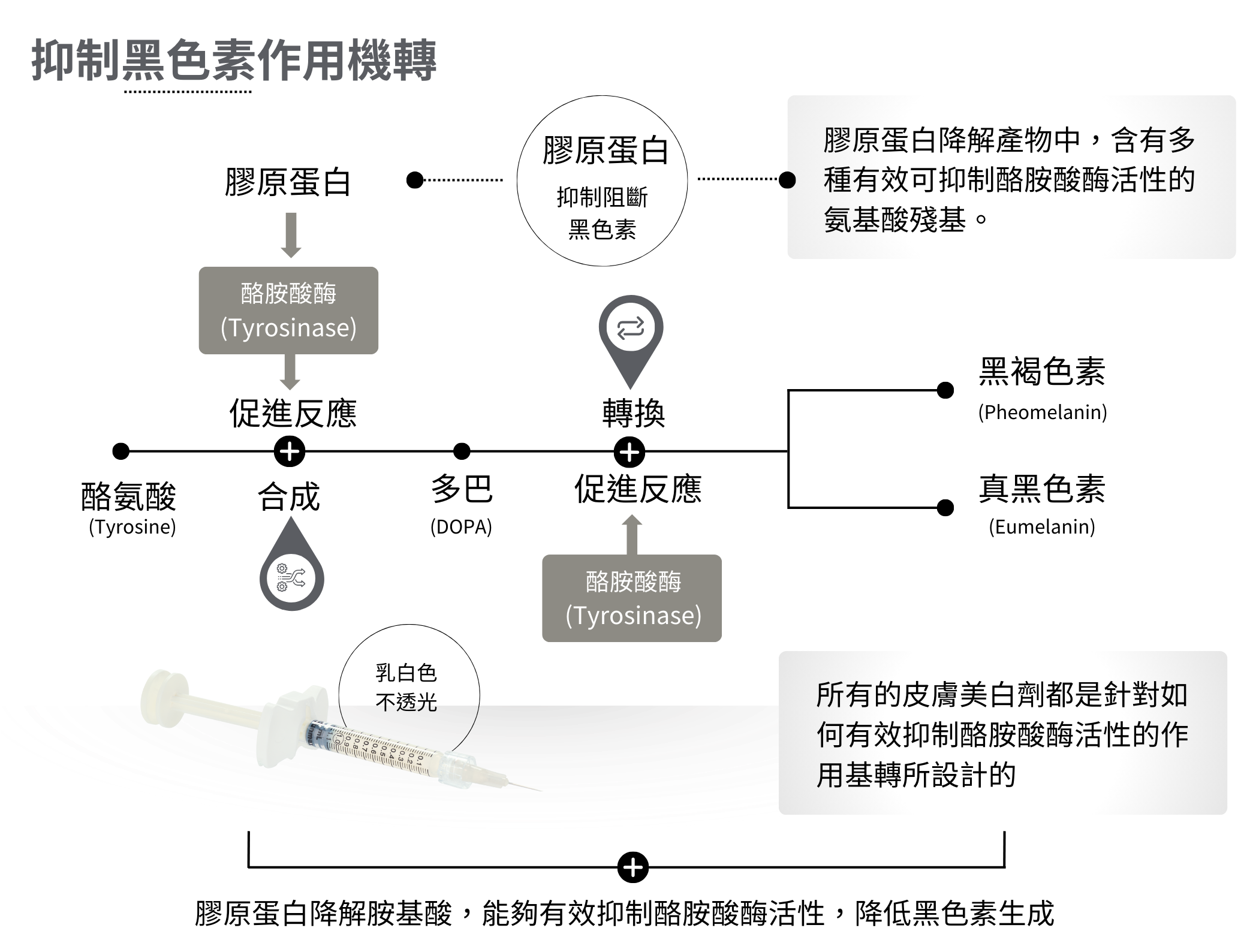 膠原蛋白抑制黑色素作用機轉
